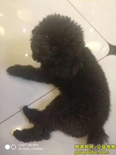 【青岛找狗】，4月30日晚，中韩车站附近一只黑色泰迪狗狗丢失，它是一只非常可爱的宠物狗狗，希望它早日回家，不要变成流浪狗。