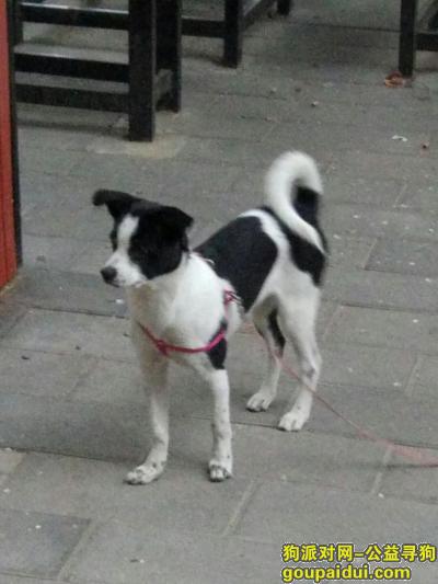 寻找我家走失的狗狗金山，一个月前在北京丰台区木樨园丹陛华附近走失，它是一只非常可爱的宠物狗狗，希望它早日回家，不要变成流浪狗。