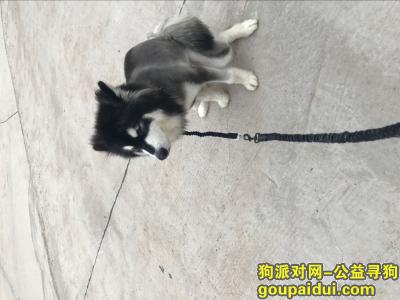 公黑白阿拉斯加，成年，它是一只非常可爱的宠物狗狗，希望它早日回家，不要变成流浪狗。