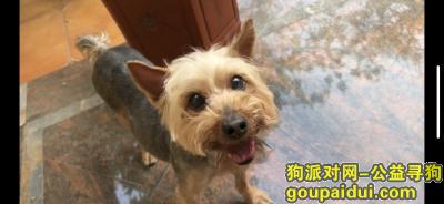 寻找约克夏，深圳市龙岗区坂田万科城寻约克夏，它是一只非常可爱的宠物狗狗，希望它早日回家，不要变成流浪狗。