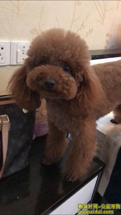 在浙江省慈溪市金山菜场附近丢失的一条棕色母泰迪！，它是一只非常可爱的宠物狗狗，希望它早日回家，不要变成流浪狗。