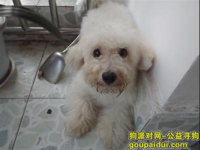 青岛，八大关，比熊，小白狗，它是一只非常可爱的宠物狗狗，希望它早日回家，不要变成流浪狗。
