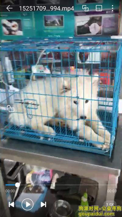 萨摩耶，5.1节在城南新村走丢，它是一只非常可爱的宠物狗狗，希望它早日回家，不要变成流浪狗。