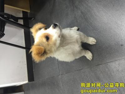【深圳捡到狗】，南山区大新学府路上捡到黄白色狗一只，它是一只非常可爱的宠物狗狗，希望它早日回家，不要变成流浪狗。