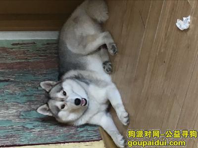 杭州滨江区寻灰白哈士奇，它是一只非常可爱的宠物狗狗，希望它早日回家，不要变成流浪狗。