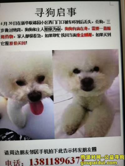 【北京找狗】，白色比熊犬，4岁，公狗，已经绝育，它是一只非常可爱的宠物狗狗，希望它早日回家，不要变成流浪狗。