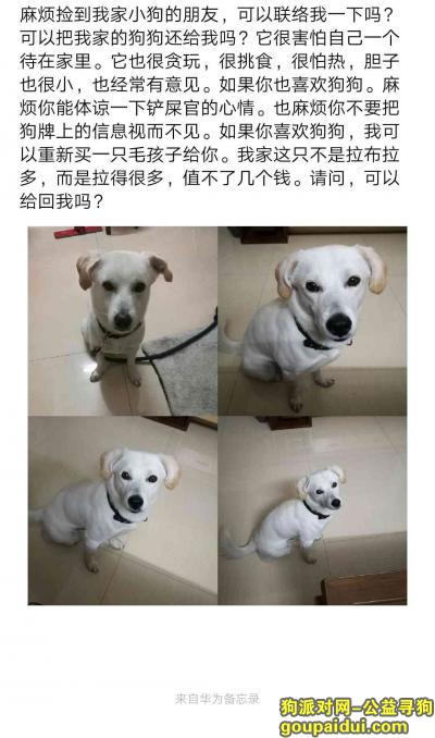 东莞市东城区石井小区寻找白色狗狗，它是一只非常可爱的宠物狗狗，希望它早日回家，不要变成流浪狗。