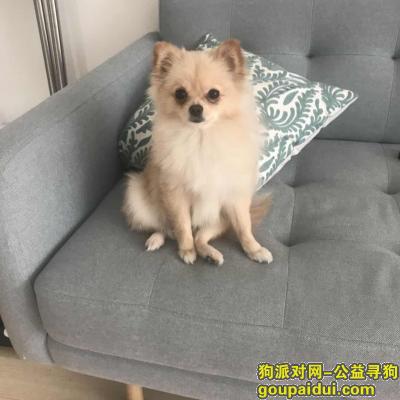 鲁商松江新城黄色博美走丢，它是一只非常可爱的宠物狗狗，希望它早日回家，不要变成流浪狗。