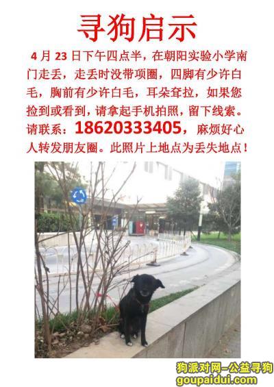 【北京找狗】，小黑走丢第十天，你好吗？，它是一只非常可爱的宠物狗狗，希望它早日回家，不要变成流浪狗。