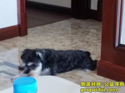 杭州滨江区走失黑白雪纳瑞，主人焦急万分，酬金一万，求好心人帮忙，它是一只非常可爱的宠物狗狗，希望它早日回家，不要变成流浪狗。