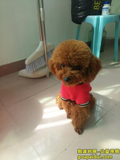 衡阳寻狗启示，泰迪狗棕红色一岁多。六斤左右，它是一只非常可爱的宠物狗狗，希望它早日回家，不要变成流浪狗。
