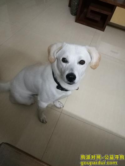 东莞市东城区石井小区寻狗！重酬！，它是一只非常可爱的宠物狗狗，希望它早日回家，不要变成流浪狗。