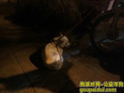 杭州捡到狗，杭州城西银泰附近万家花城，它是一只非常可爱的宠物狗狗，希望它早日回家，不要变成流浪狗。