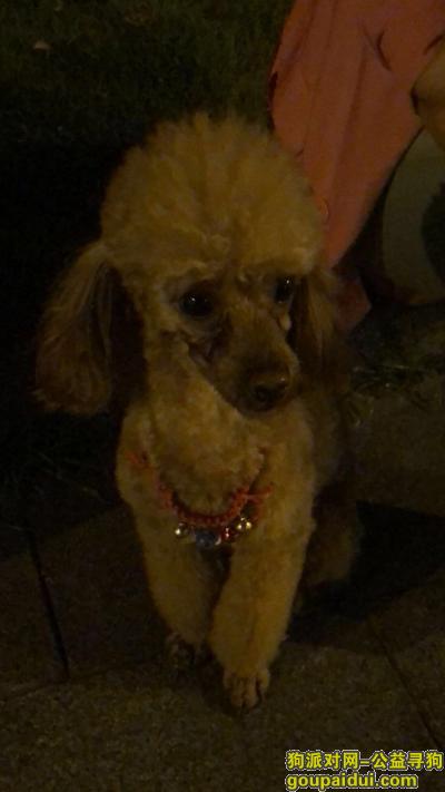杭州市肯山西路皋塘西一区酬谢一万元寻找泰迪，它是一只非常可爱的宠物狗狗，希望它早日回家，不要变成流浪狗。