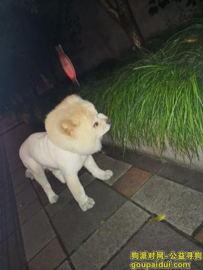 【上海捡到狗】，寻找狗狗主人   白色，它是一只非常可爱的宠物狗狗，希望它早日回家，不要变成流浪狗。