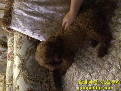 【重庆找狗】，寻大石坝东方港湾附近丢失棕色泰迪一只，它是一只非常可爱的宠物狗狗，希望它早日回家，不要变成流浪狗。