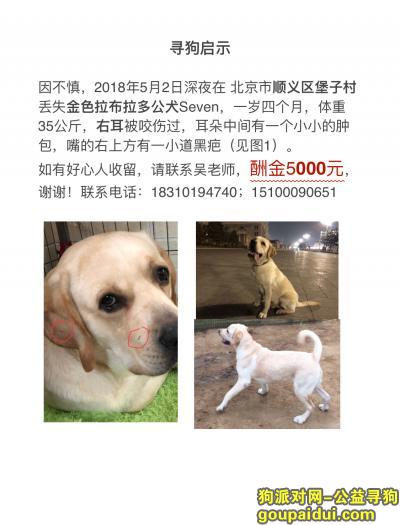 【北京找狗】，一岁半金色拉布拉多公犬，5月2日深夜在北京顺义区堡子村（宠物学校）附近走失，它是一只非常可爱的宠物狗狗，希望它早日回家，不要变成流浪狗。