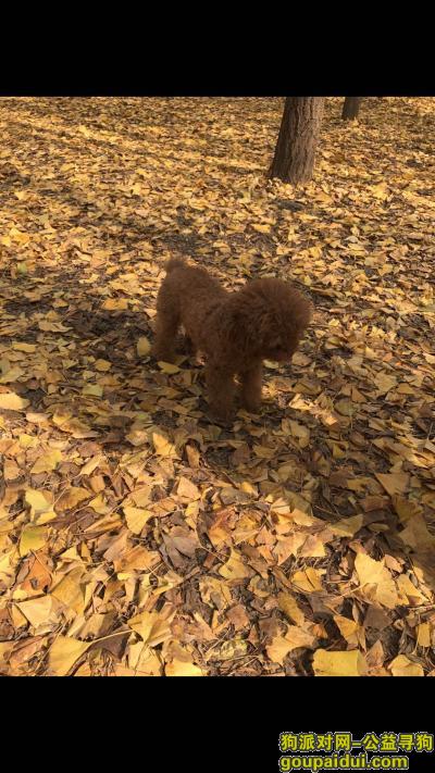 西安市碑林区李家村酬谢两千元寻找泰迪，它是一只非常可爱的宠物狗狗，希望它早日回家，不要变成流浪狗。