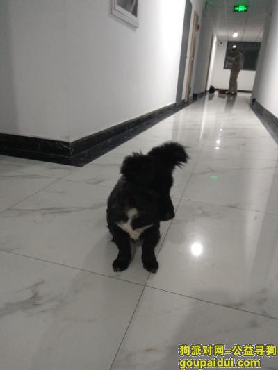 板桥新城，捡到黑土狗，身上剪了毛，白色衬衫，黑爪子。，它是一只非常可爱的宠物狗狗，希望它早日回家，不要变成流浪狗。