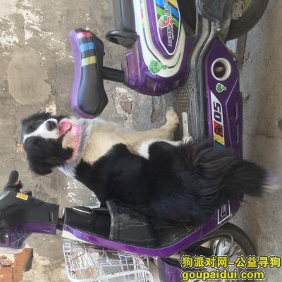【上海找狗】，边牧丢失希望好心帮忙找回17621496660谢谢大家，它是一只非常可爱的宠物狗狗，希望它早日回家，不要变成流浪狗。