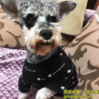 【湘潭找狗】，湖南湘潭雨湖区建设北路丢失雪纳丝，它是一只非常可爱的宠物狗狗，希望它早日回家，不要变成流浪狗。