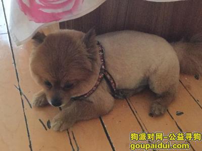 鞍山寻狗启示，5月7号丢失博美一只，刚剪完毛，它是一只非常可爱的宠物狗狗，希望它早日回家，不要变成流浪狗。