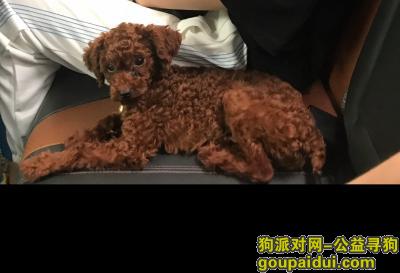 深圳市罗湖区世金汉宫附近丢人一只泰迪狗，它是一只非常可爱的宠物狗狗，希望它早日回家，不要变成流浪狗。