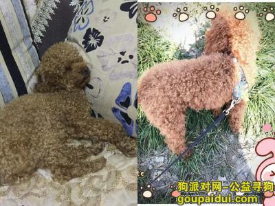 【上海找狗】，上海浦江镇林海公路边上革新村寻找泰迪，它是一只非常可爱的宠物狗狗，希望它早日回家，不要变成流浪狗。