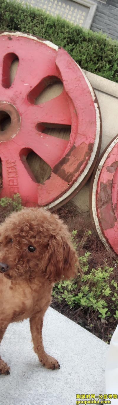 5月6日，大东门附近走失，它是一只非常可爱的宠物狗狗，希望它早日回家，不要变成流浪狗。