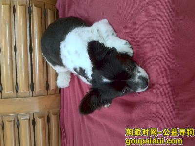 江门找狗主人，江门市江海区江翠路4月10号晚捡到黑白小型犬一只，它是一只非常可爱的宠物狗狗，希望它早日回家，不要变成流浪狗。