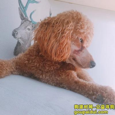 杭州寻狗主人，凯旋路捡到一只贵宾犬 急寻主人，它是一只非常可爱的宠物狗狗，希望它早日回家，不要变成流浪狗。