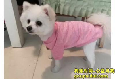 【北京找狗】，北京朝阳区金蝉南里9号楼寻找白色博美，它是一只非常可爱的宠物狗狗，希望它早日回家，不要变成流浪狗。