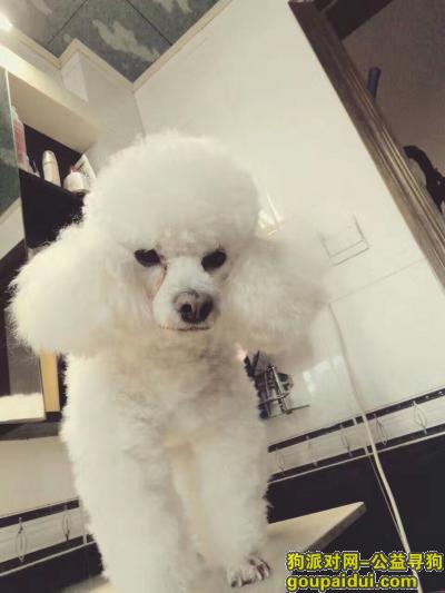 【南京找狗】，玄武区樱海公寓寻白色贵宾，它是一只非常可爱的宠物狗狗，希望它早日回家，不要变成流浪狗。