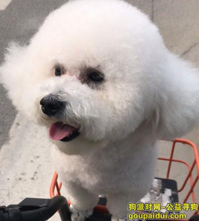 【成都找狗】，寻温江珠江广场附近走失八岁比熊妹妹，它是一只非常可爱的宠物狗狗，希望它早日回家，不要变成流浪狗。