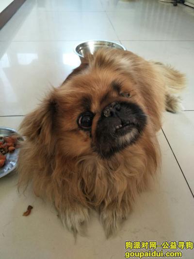 【北京找狗】，寻找黄色京八犬，母，左眼失明，15岁，在朝阳区柳芳北里丢失!，它是一只非常可爱的宠物狗狗，希望它早日回家，不要变成流浪狗。