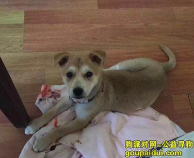 上海市宝山区国权北路美岸栖庭小区寻找田园幼犬，它是一只非常可爱的宠物狗狗，希望它早日回家，不要变成流浪狗。