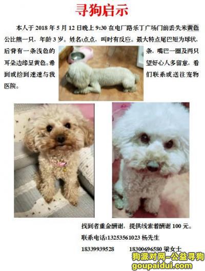 【郑州找狗】，寻找点点，重金酬谢！！！，它是一只非常可爱的宠物狗狗，希望它早日回家，不要变成流浪狗。