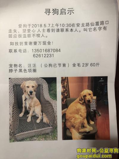 上海市长宁区安龙路仙霞路酬谢一万元寻找金毛，它是一只非常可爱的宠物狗狗，希望它早日回家，不要变成流浪狗。