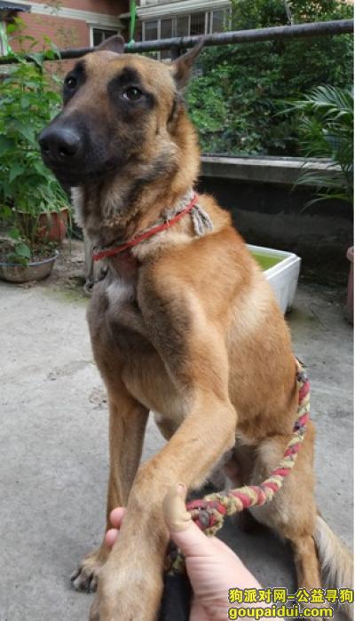 成都走失成年马犬寻主人，它是一只非常可爱的宠物狗狗，希望它早日回家，不要变成流浪狗。
