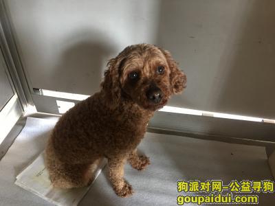 台州找狗，天天找狗，眼泪都有了，它是一只非常可爱的宠物狗狗，希望它早日回家，不要变成流浪狗。