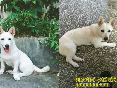 深圳市大鹏新区莲花村小区寻找爱犬福娃，它是一只非常可爱的宠物狗狗，希望它早日回家，不要变成流浪狗。