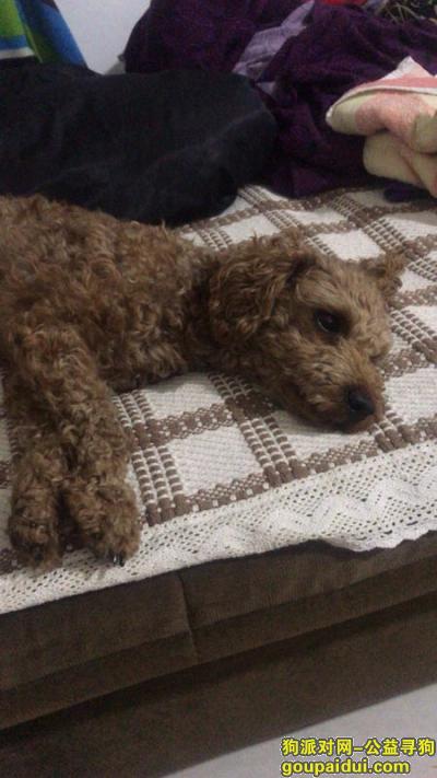 石家庄市长安区西兆通镇东庄村酬谢两千元寻找泰迪，它是一只非常可爱的宠物狗狗，希望它早日回家，不要变成流浪狗。