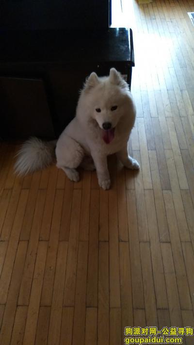 大连找狗主人，在澳景园附近捡到白色母萨摩耶一只刚理完毛发不久。，它是一只非常可爱的宠物狗狗，希望它早日回家，不要变成流浪狗。