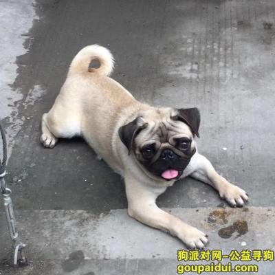 【深圳找狗】，南山太古城走丢八哥犬，它是一只非常可爱的宠物狗狗，希望它早日回家，不要变成流浪狗。