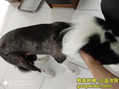 义乌找狗，边牧，公，5月12日义乌上溪工业区走丢，身上剪了毛。，它是一只非常可爱的宠物狗狗，希望它早日回家，不要变成流浪狗。