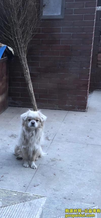 盘锦丢狗，盘锦市一号公馆附近找狗，它是一只非常可爱的宠物狗狗，希望它早日回家，不要变成流浪狗。