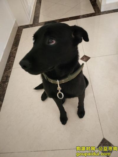 金牛五丁桥附近捡到拉布拉多犬，妹妹，8-12个月左右，它是一只非常可爱的宠物狗狗，希望它早日回家，不要变成流浪狗。
