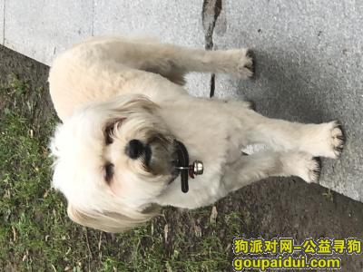 南京找狗主人，不知道是不是走失狗，它是一只非常可爱的宠物狗狗，希望它早日回家，不要变成流浪狗。