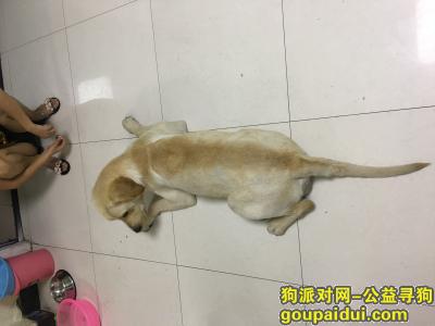 【杭州找狗】，拉布拉多犬，重酬寻爱犬，它是一只非常可爱的宠物狗狗，希望它早日回家，不要变成流浪狗。