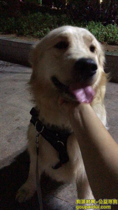 5月17号晚上深圳龙华区山咀头捡到公金毛一只，它是一只非常可爱的宠物狗狗，希望它早日回家，不要变成流浪狗。